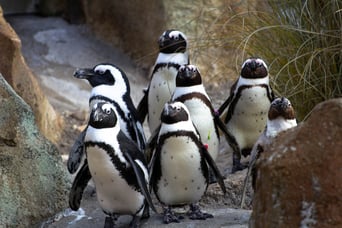 Pinguins and AI agents for business applications
